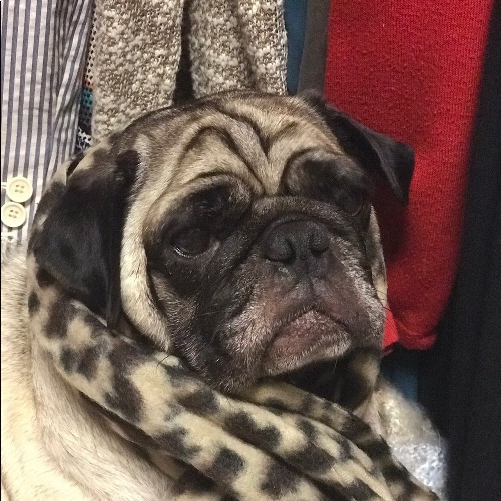 Meet your Posher, Holly